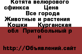 Котята велюрового сфинкса. .. › Цена ­ 15 000 - Все города Животные и растения » Кошки   . Курганская обл.,Притобольный р-н